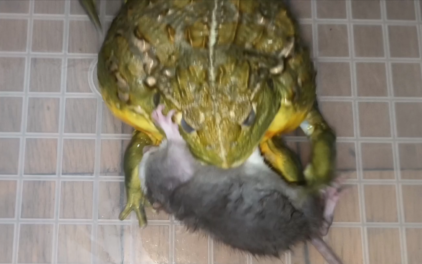 非洲牛蛙吃花枝鼠