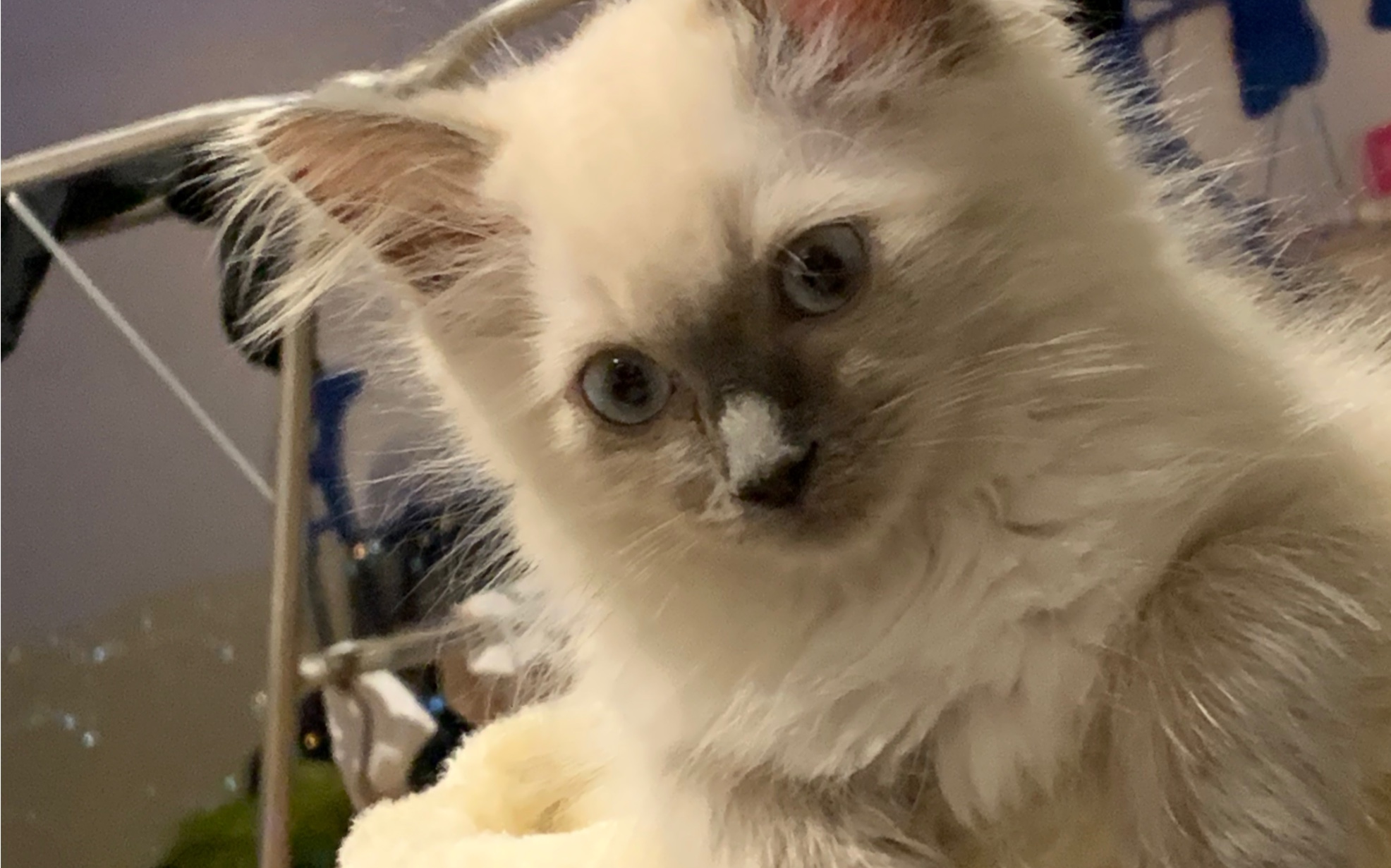 哈士猫 充满智慧的凝视