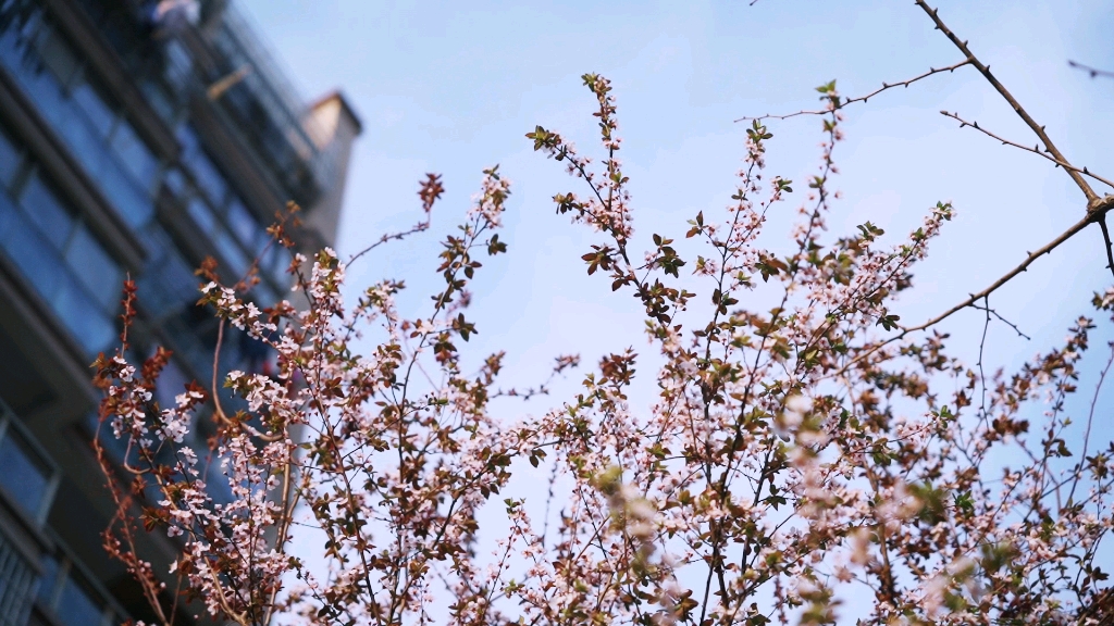 [图]花开了，草绿了