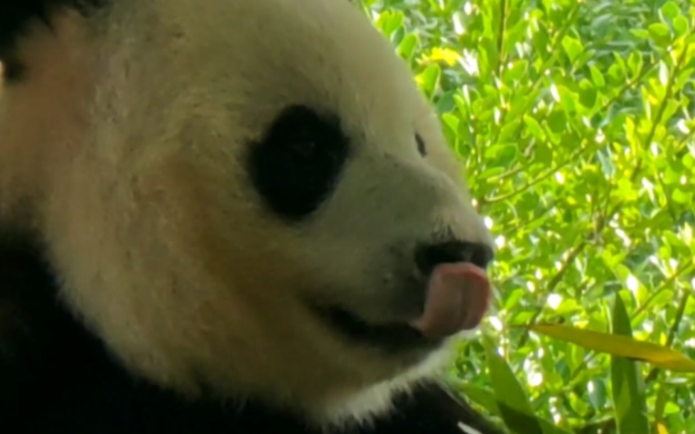 以防你没有看过大熊猫甩舌头-vccaaaa-vccaaaa-哔哩哔哩视频