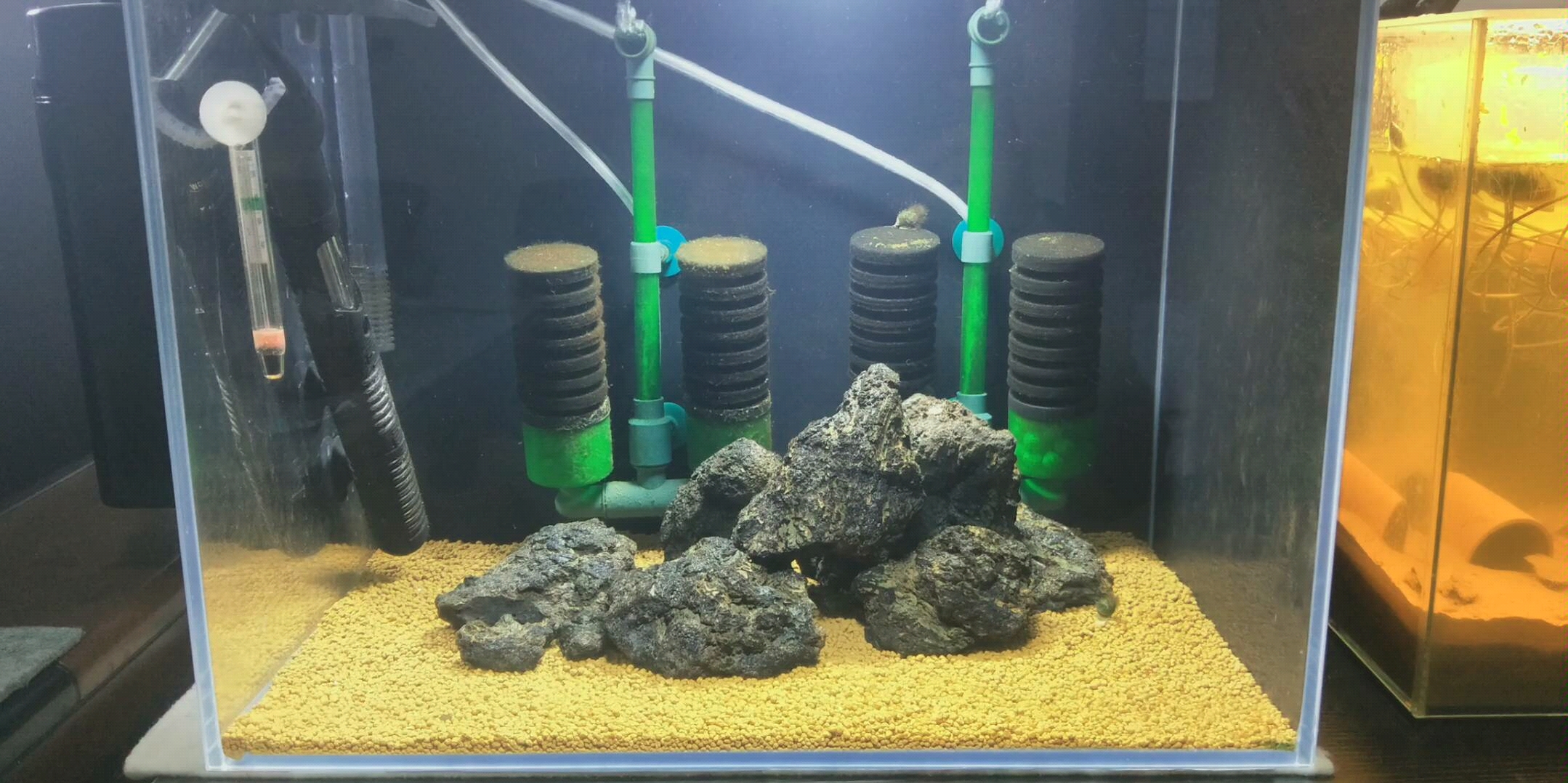 苏虾缸,入了一些人工白袜