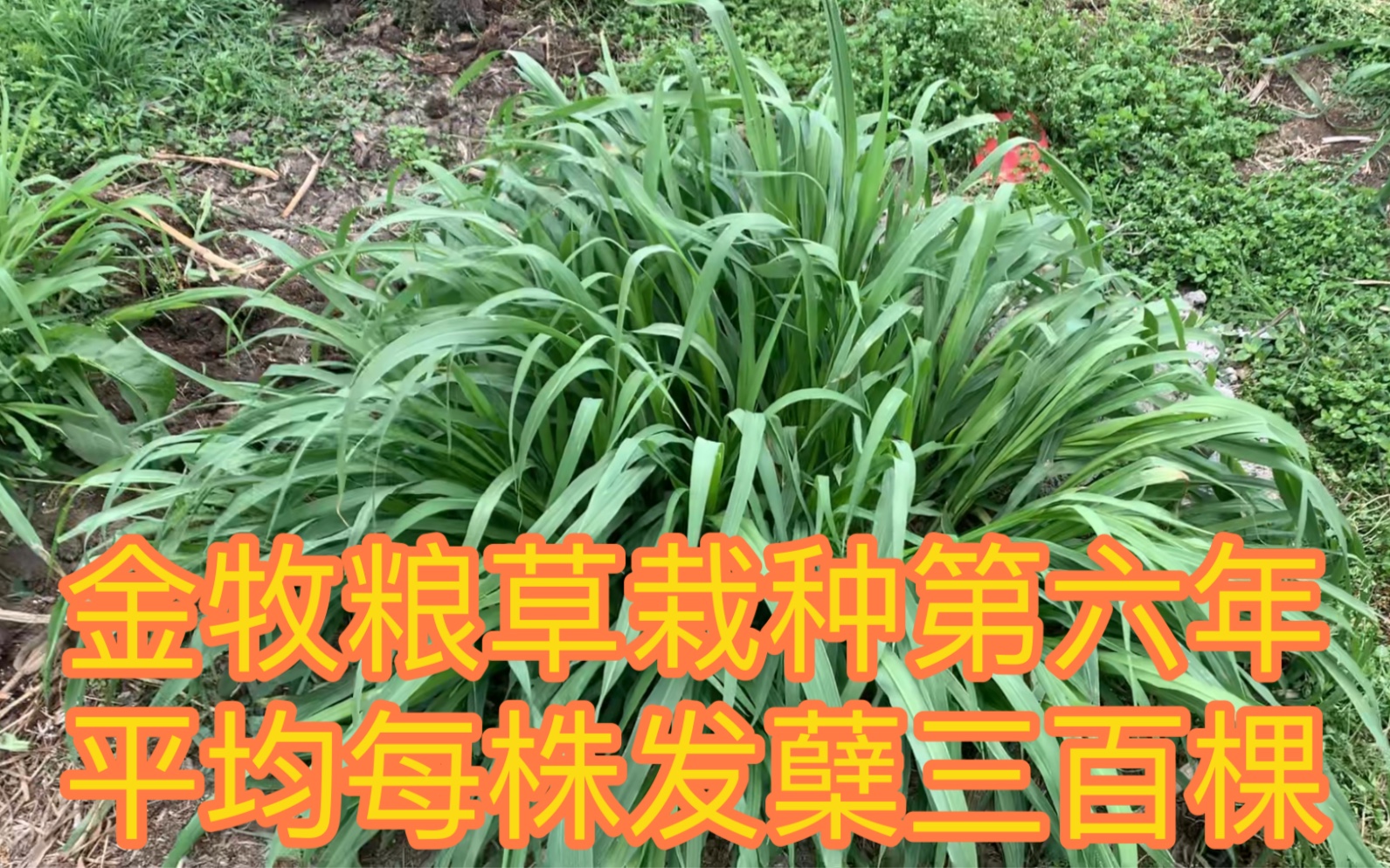 金牧糧草栽種第六年,平均一株發櫱三百多棵,高產高營養牧草_嗶哩嗶哩