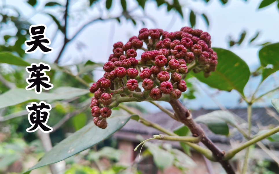 [图]吴茱萸：味道芳香，常被用来做香囊，殊不知价值很大，见到请珍惜