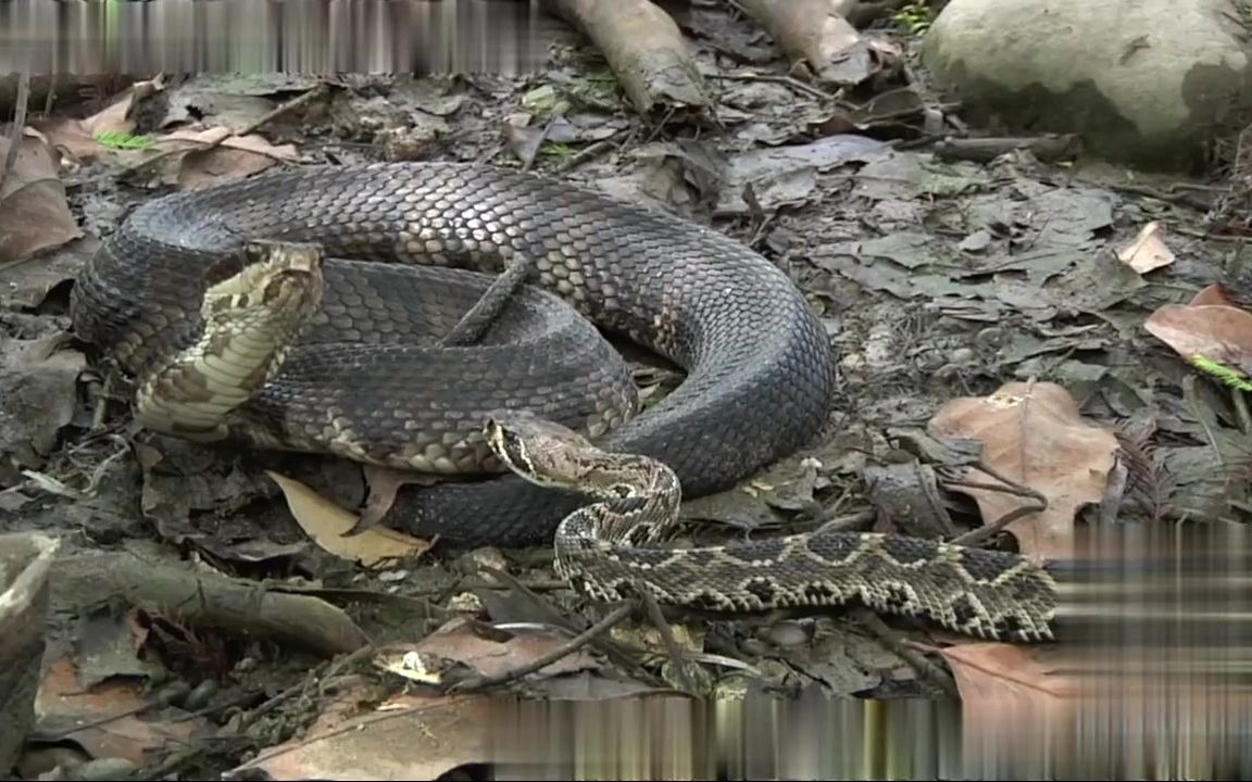 过于惊悚,不是只有眼镜王蛇才吃蛇,看看棉口蛇对战响尾蛇,究竟谁吃谁