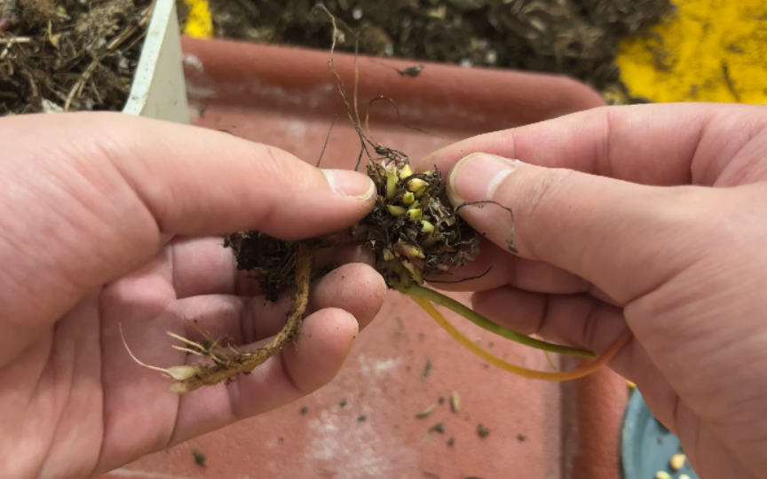 早花酢浆草黄色重瓣收球,珠芽也挺多,收珠芽有点奇怪的感觉