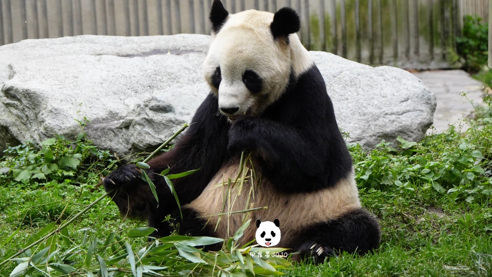 大熊猫泰山.果果炫竹.