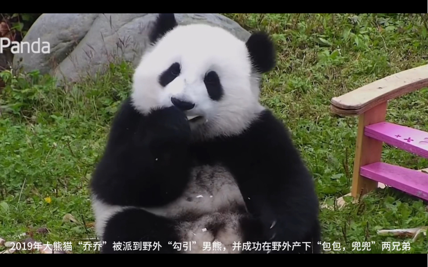 "乔兜兜"不仅名字可爱,长得也很可爱.