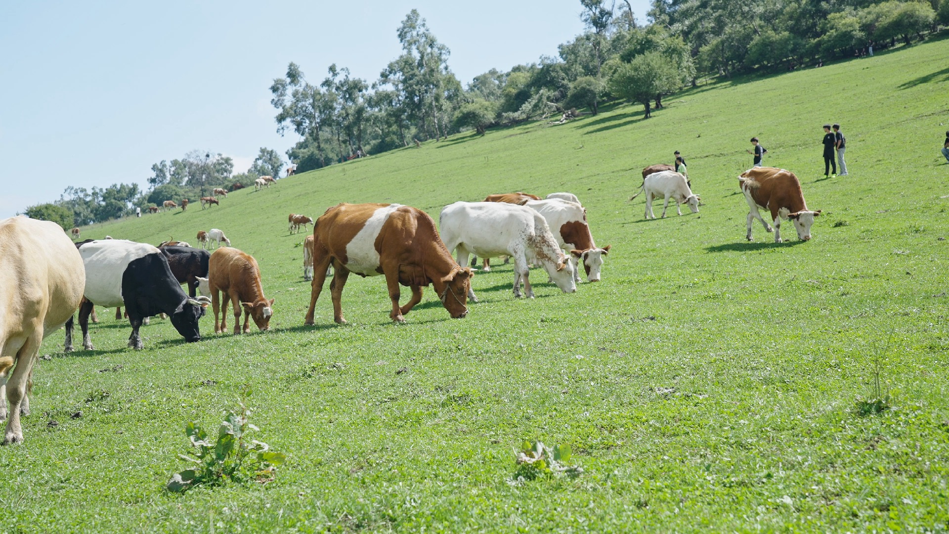 关山草原| 在这个夏天,带你走近绿色的梦境