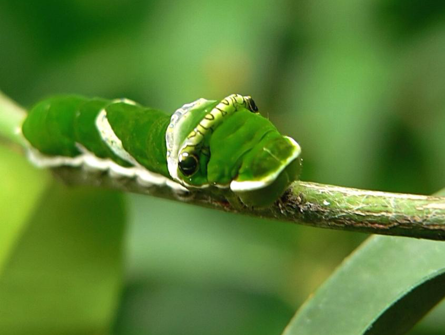 活动作品神奇的毛毛虫