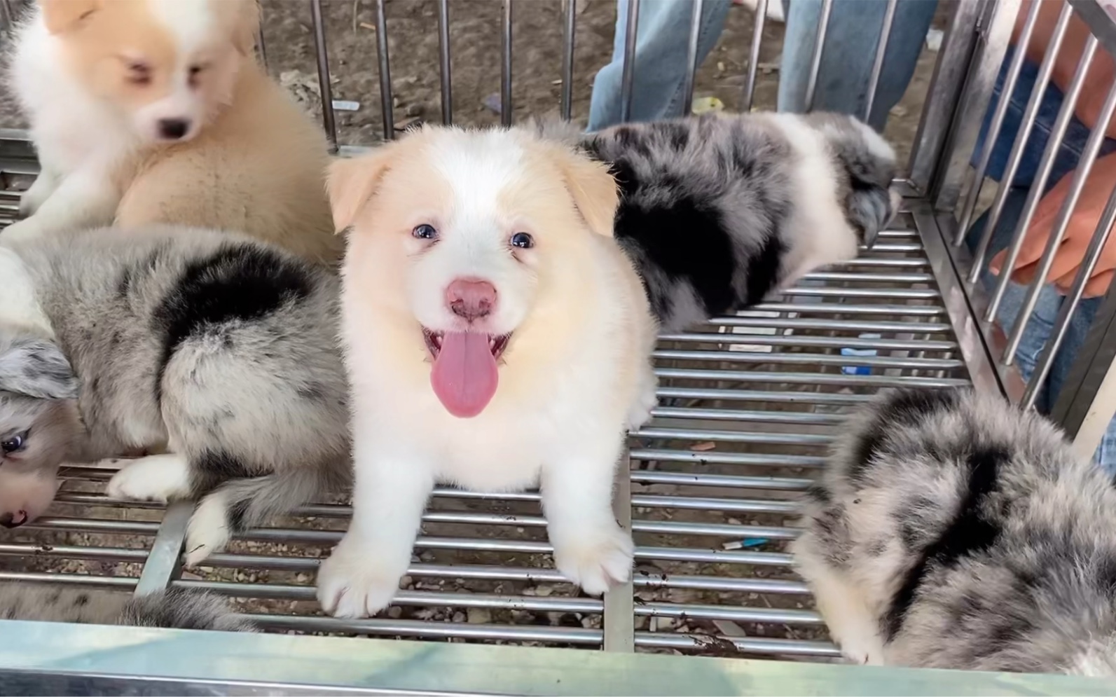 金色边境牧羊犬安排