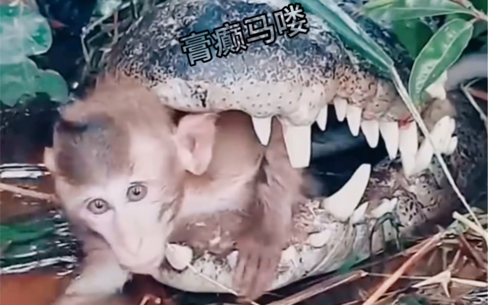 猴哥死到临头还不忘记吃 没救了