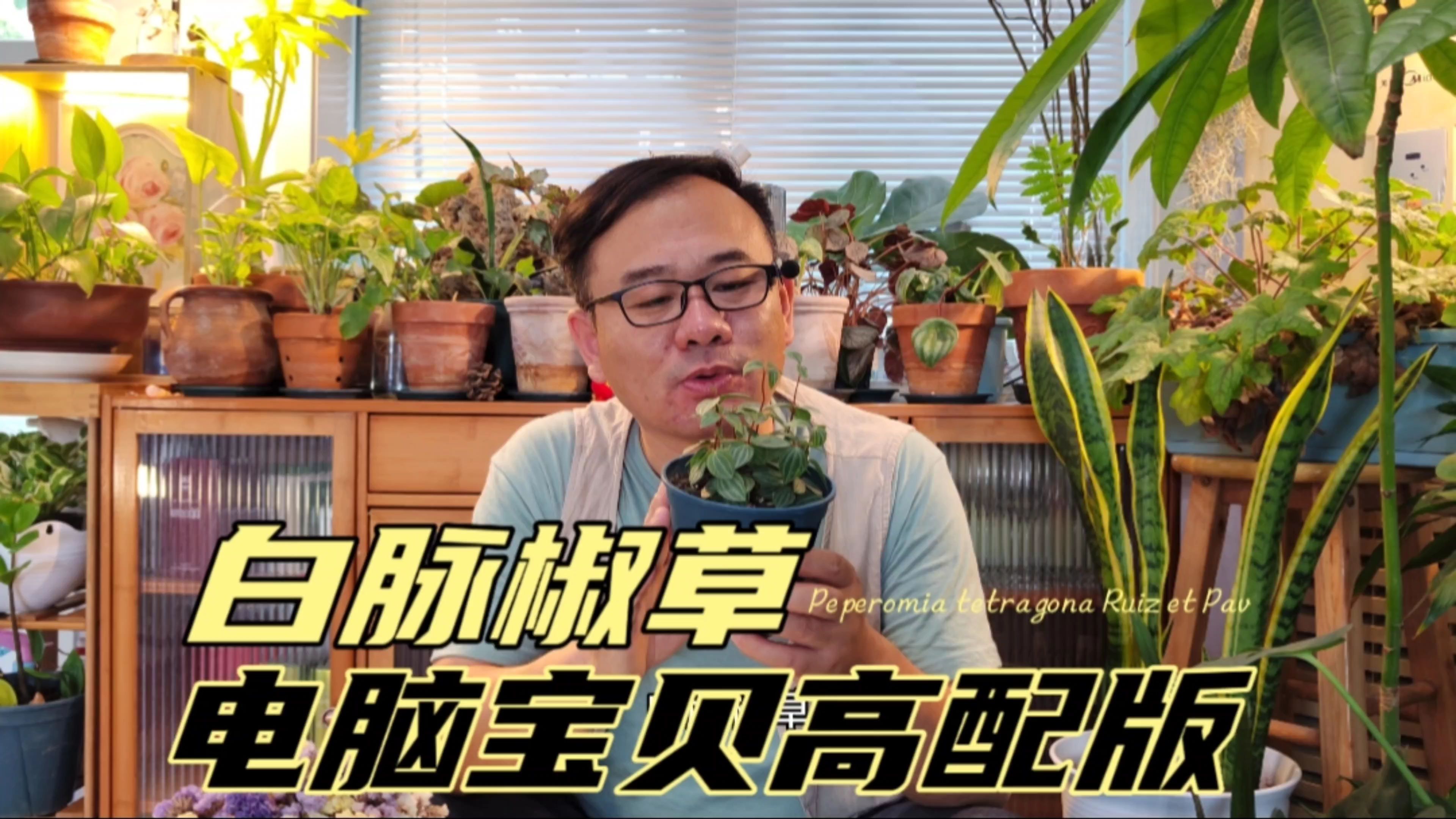 电脑宝贝高配版,白脉椒草,小巧养眼,可放电脑旁哔哩哔哩bilibili