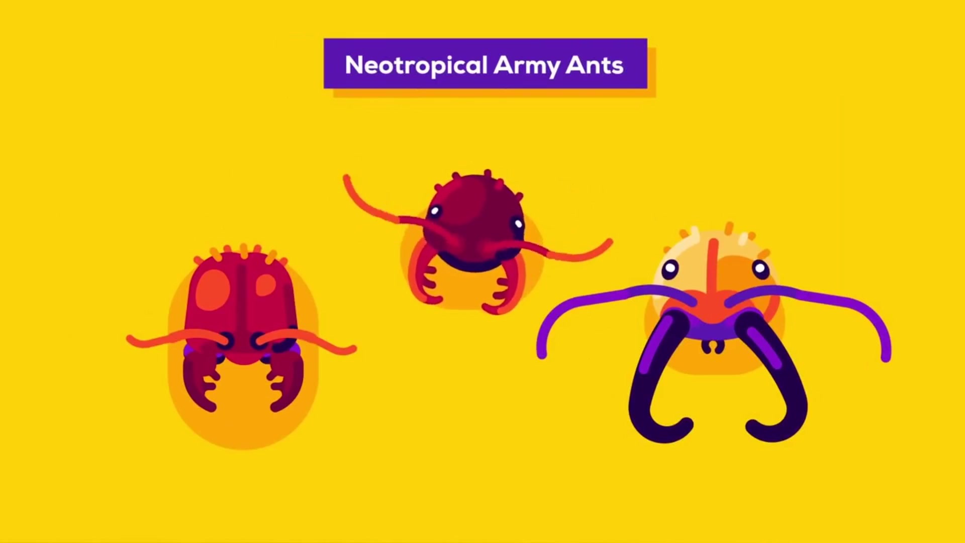 蚁族大战-蚂蚁军团 the world war of the ants – the army ant