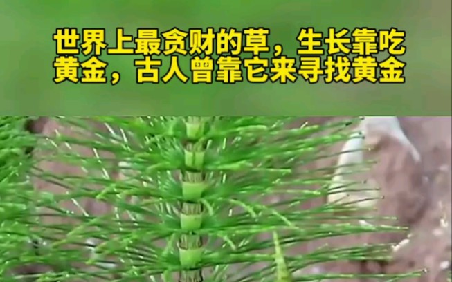 靠黄金生长的荆草图片图片