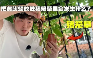 Download Video: 把虎头蜂放进猪笼草里会发生什么？真的可以把虎头蜂给消化掉吗