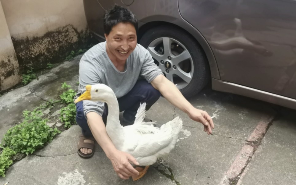 云南大爷溜鹅记