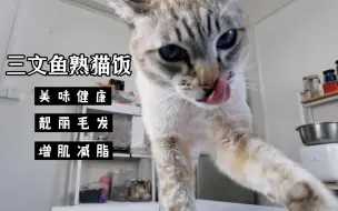 Download Video: 【自制熟猫饭】快过年了，给猫咪做点三文鱼熟猫饭存着吧！