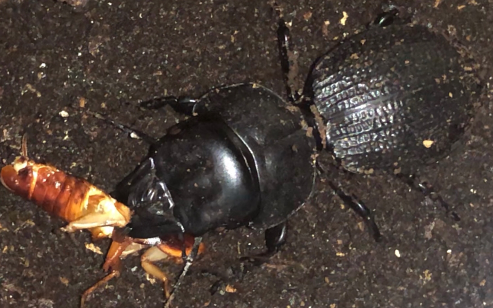 养了整整四年的戴氏恐蝼步甲