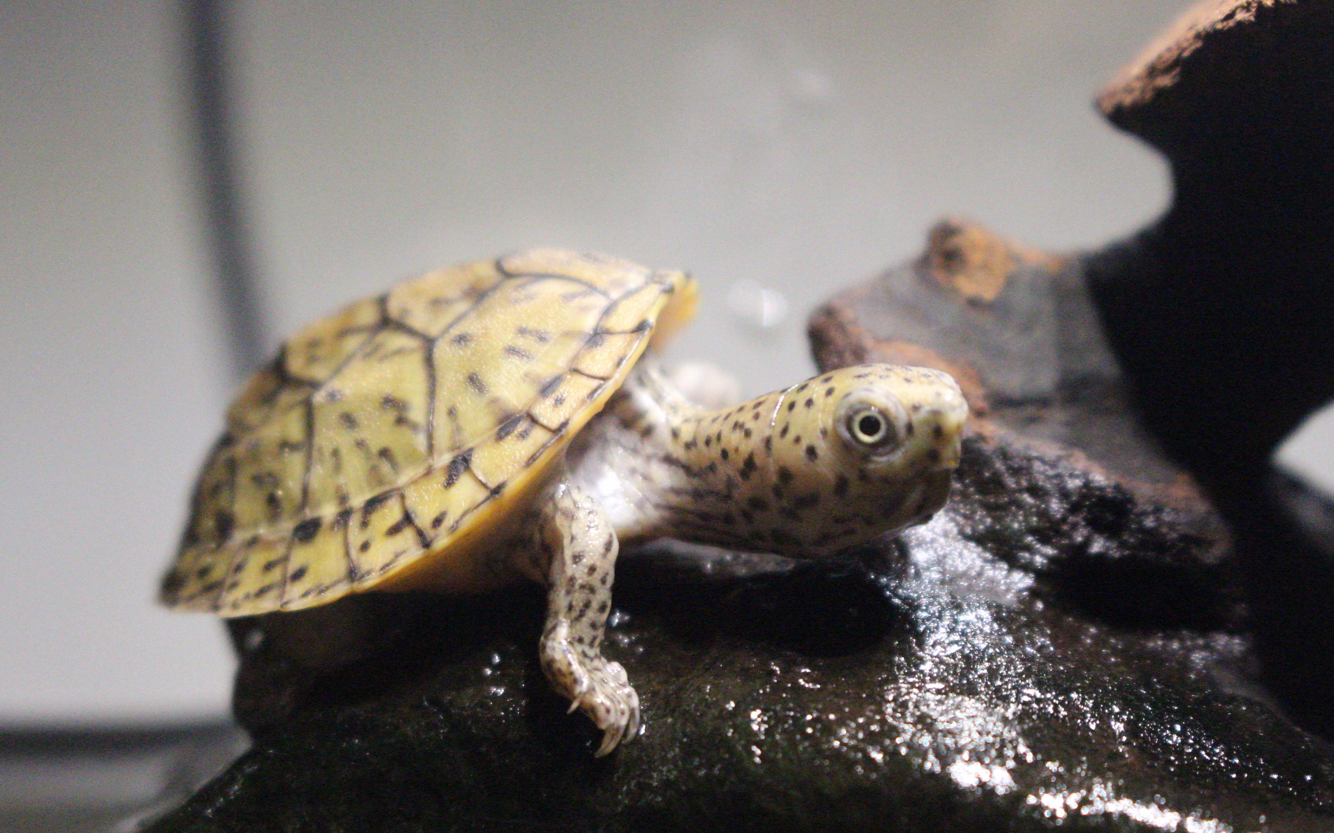 【巨头麝香龟】傻儿子的日常_哔哩哔哩 (゜-゜)つロ 干杯~-bilibili