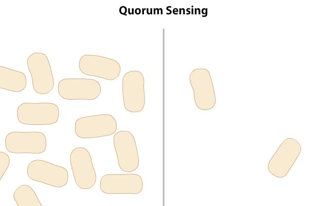 细菌群体感应介绍Quorum Sensing in bacteria哔哩哔哩bilibili