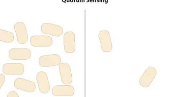 细菌群体感应介绍Quorum Sensing in bacteria