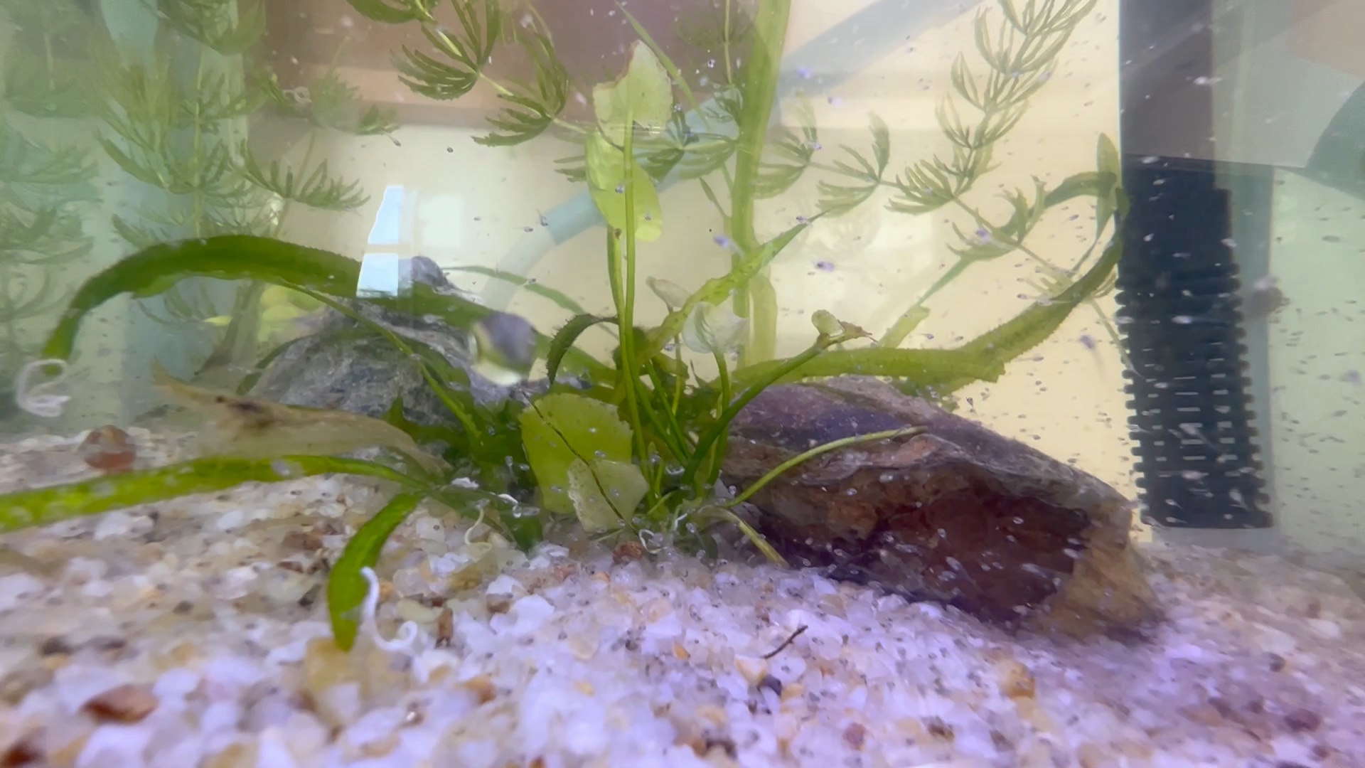 曼龙鱼苗第八天