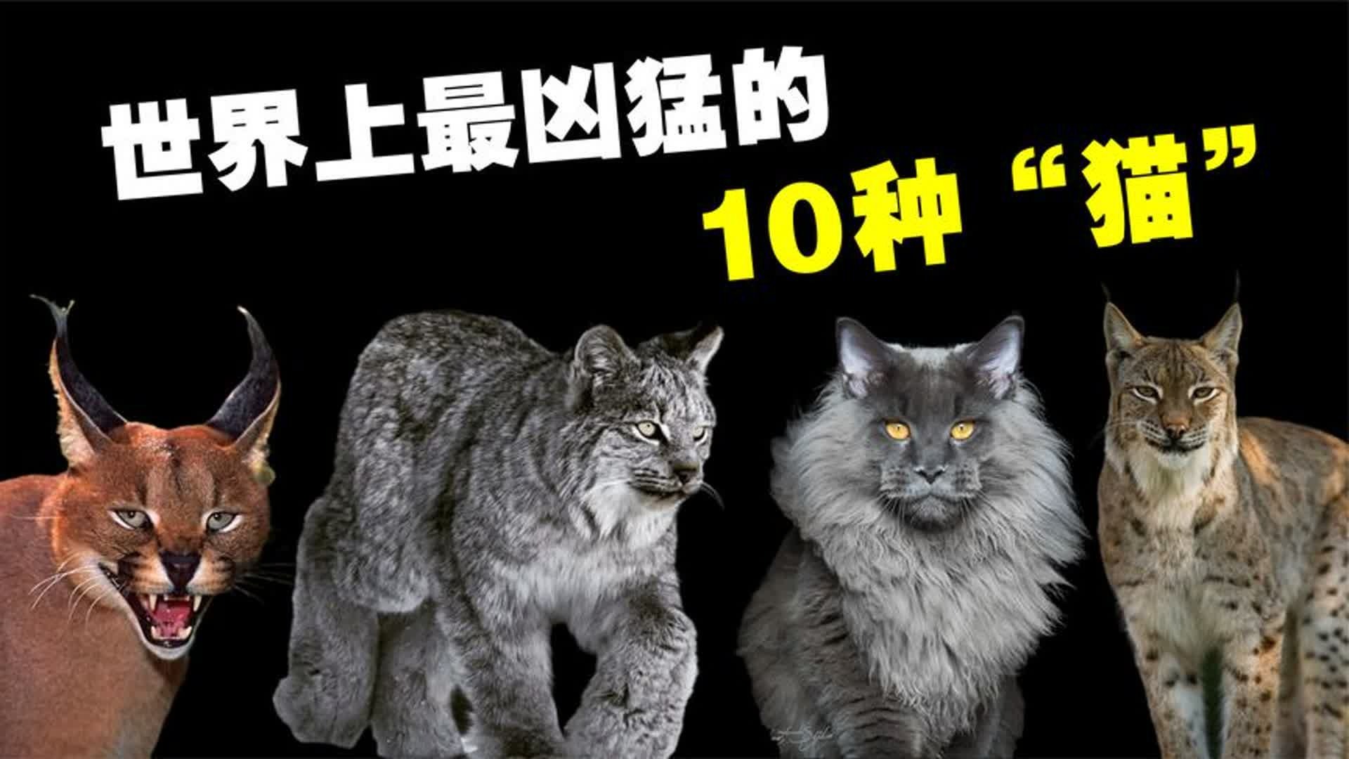 世界上最凶猛的10大野猫，猞猁的凶猛程度远超我们的认知！-未知生物R-未知生物R-哔哩哔哩视频