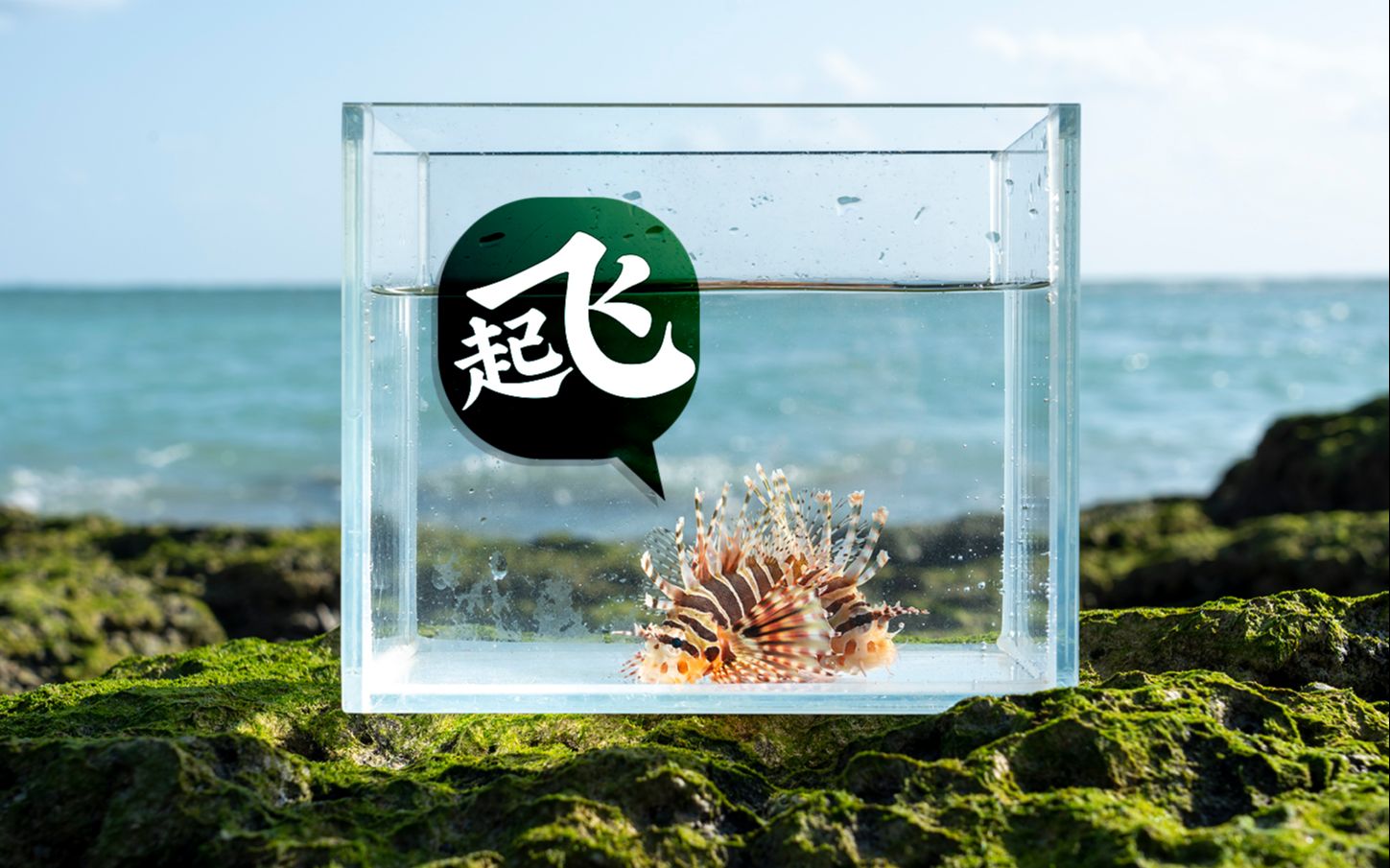 热心岛民?带着赶海野采的狮子鱼去海边看海!哔哩哔哩bilibili