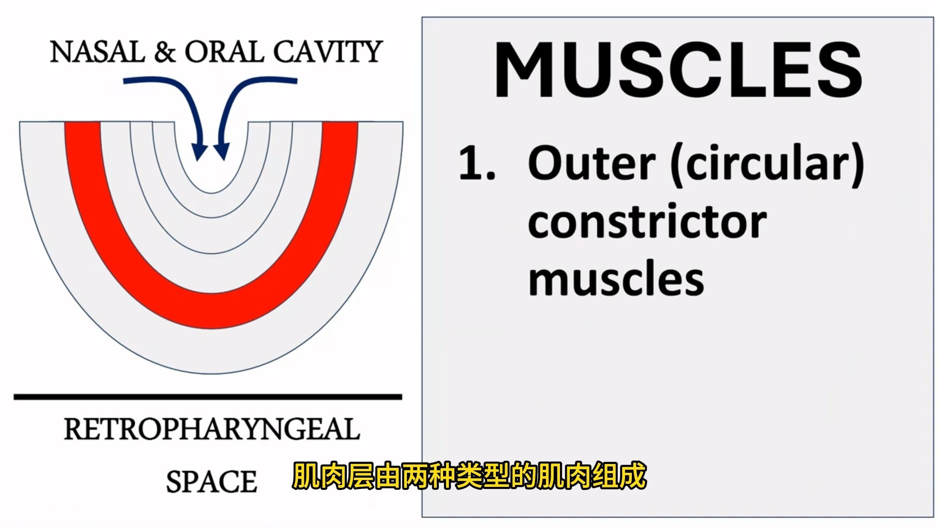 咽部影像解剖，这是我看过最全最棒的解读