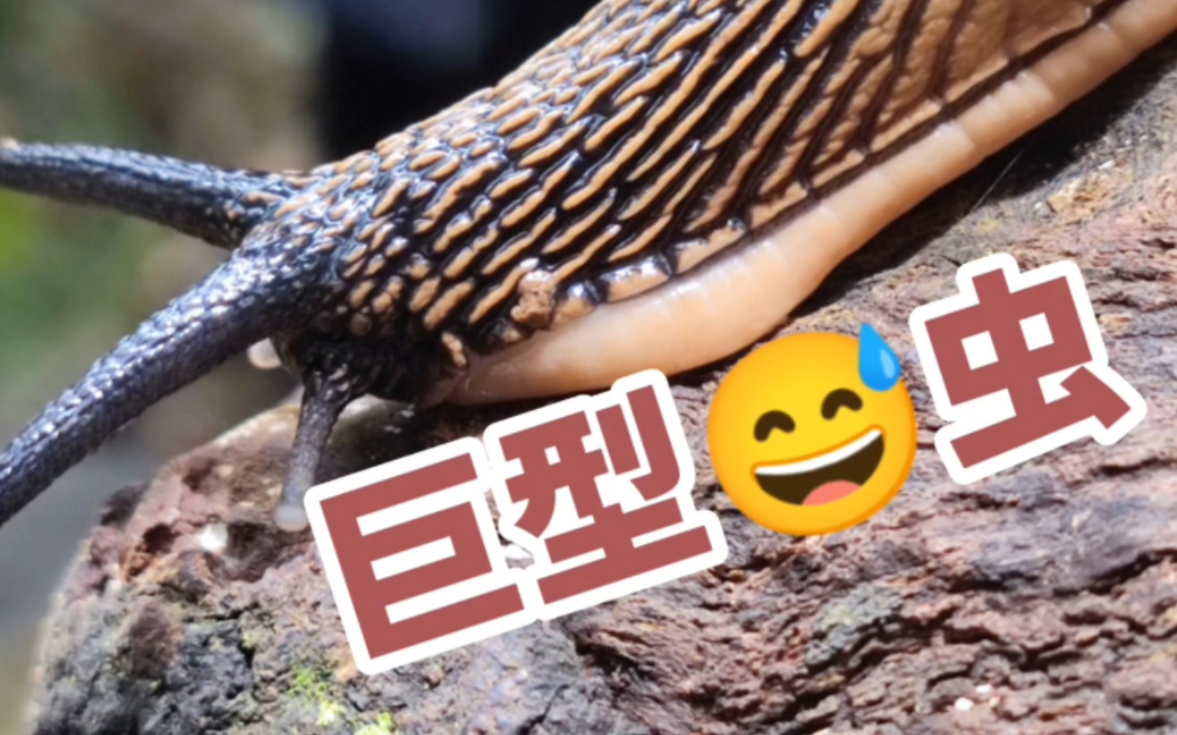 【雨林巨大鼻涕虫】华丽吉拉蛞蝓 girasia magnifica_哔哩哔哩_bili