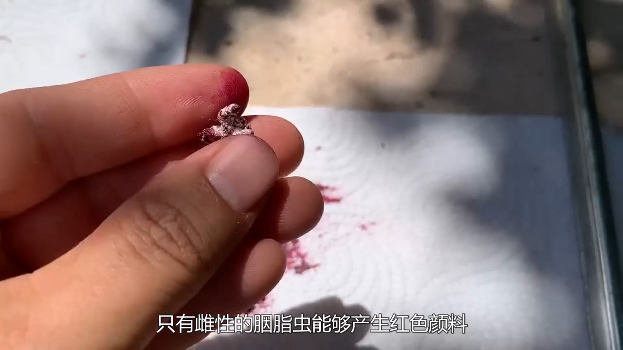 胭脂虫生长环境图片