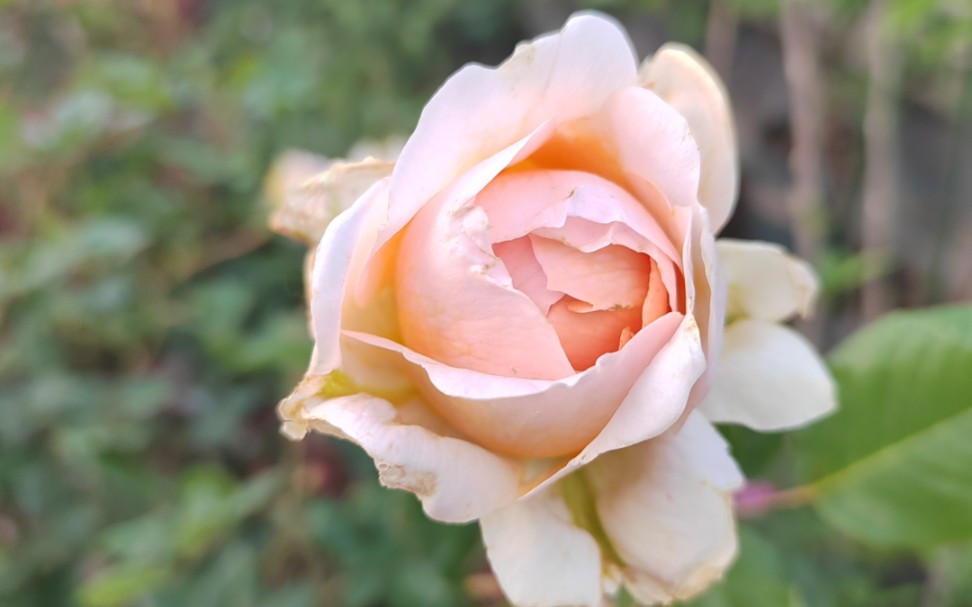 古老月季—桔囊.