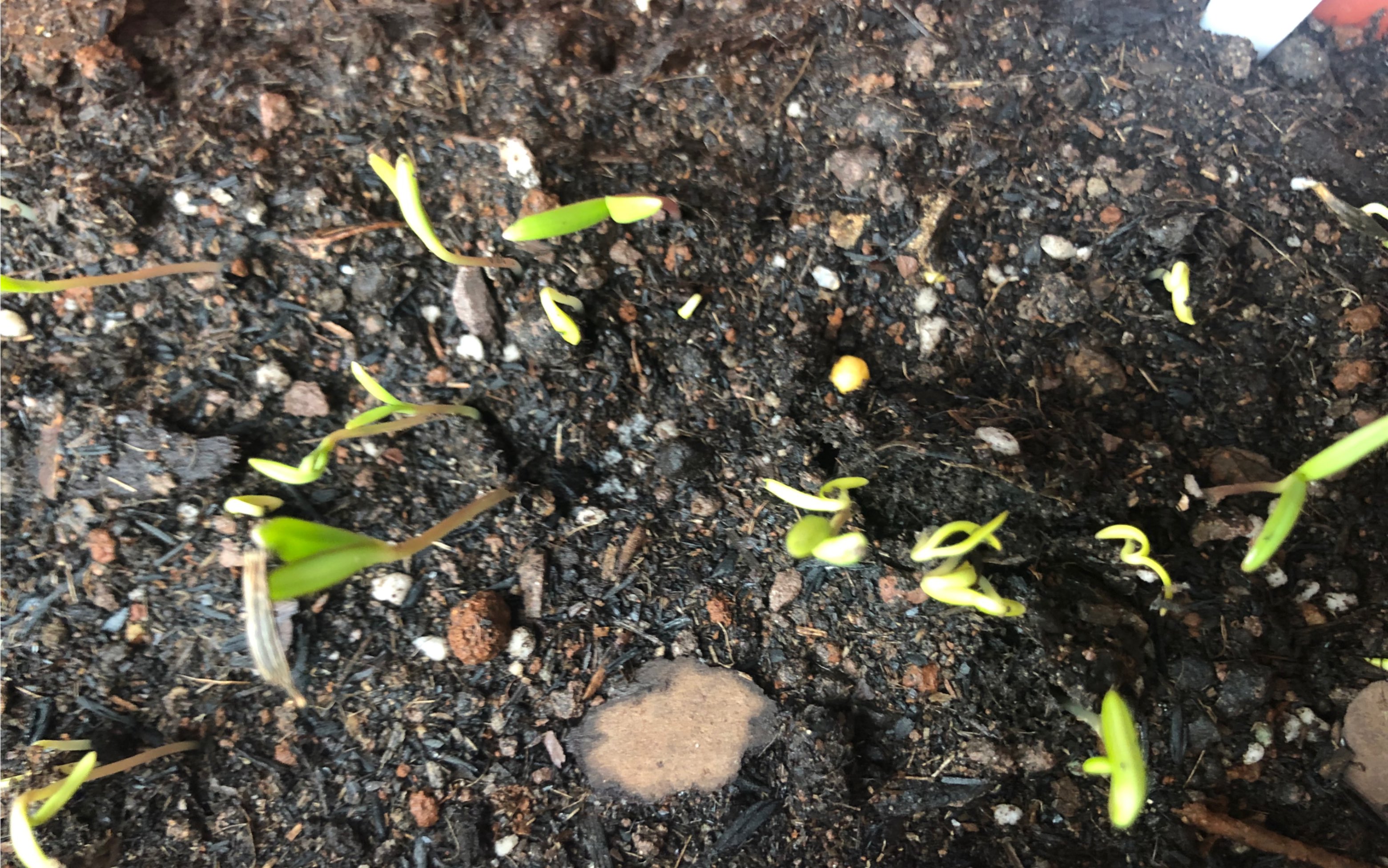 种草 格桑花播种下去才四天都发芽了,神速度