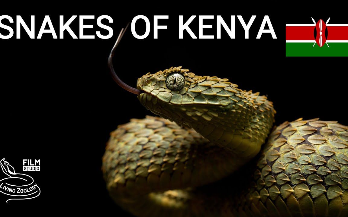 [图]【野采系列】肯尼亚篇 乌干达屋蛇 非洲岩蟒 | Snakes of Kenya, 5 species（2022.3.21）