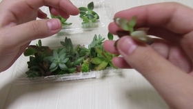 多肉花芽处理方法 哔哩哔哩 つロ干杯 Bilibili