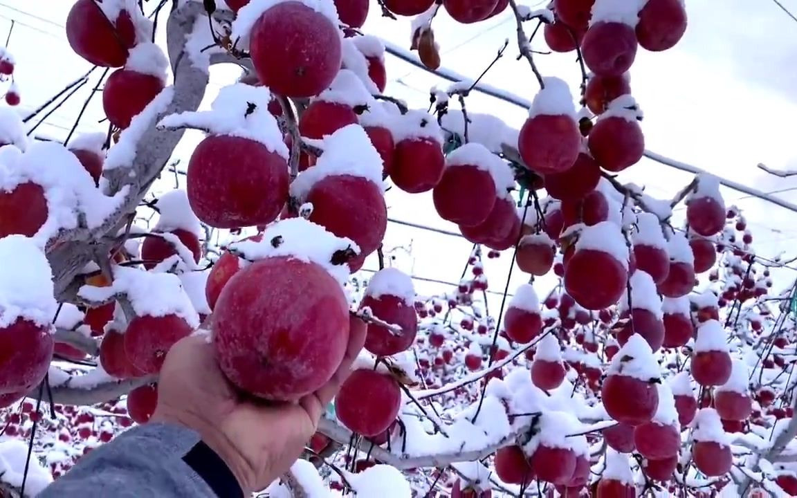 [图]华盛顿大雪下的苹果树