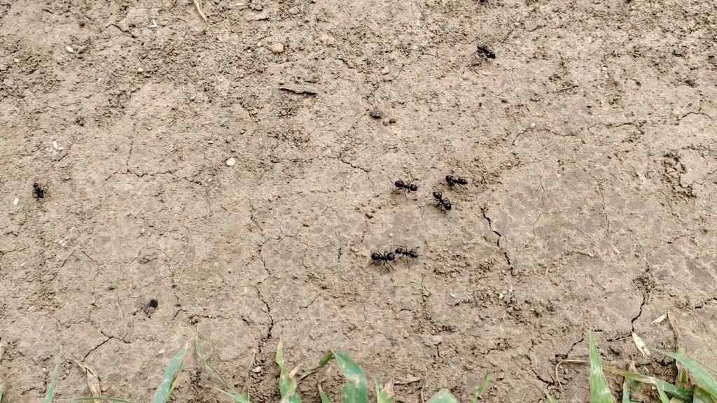 来看日本弓背蚁打架