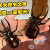 婆罗洲大兜&高加索大兜 两只南洋大兜虫出蛰啦