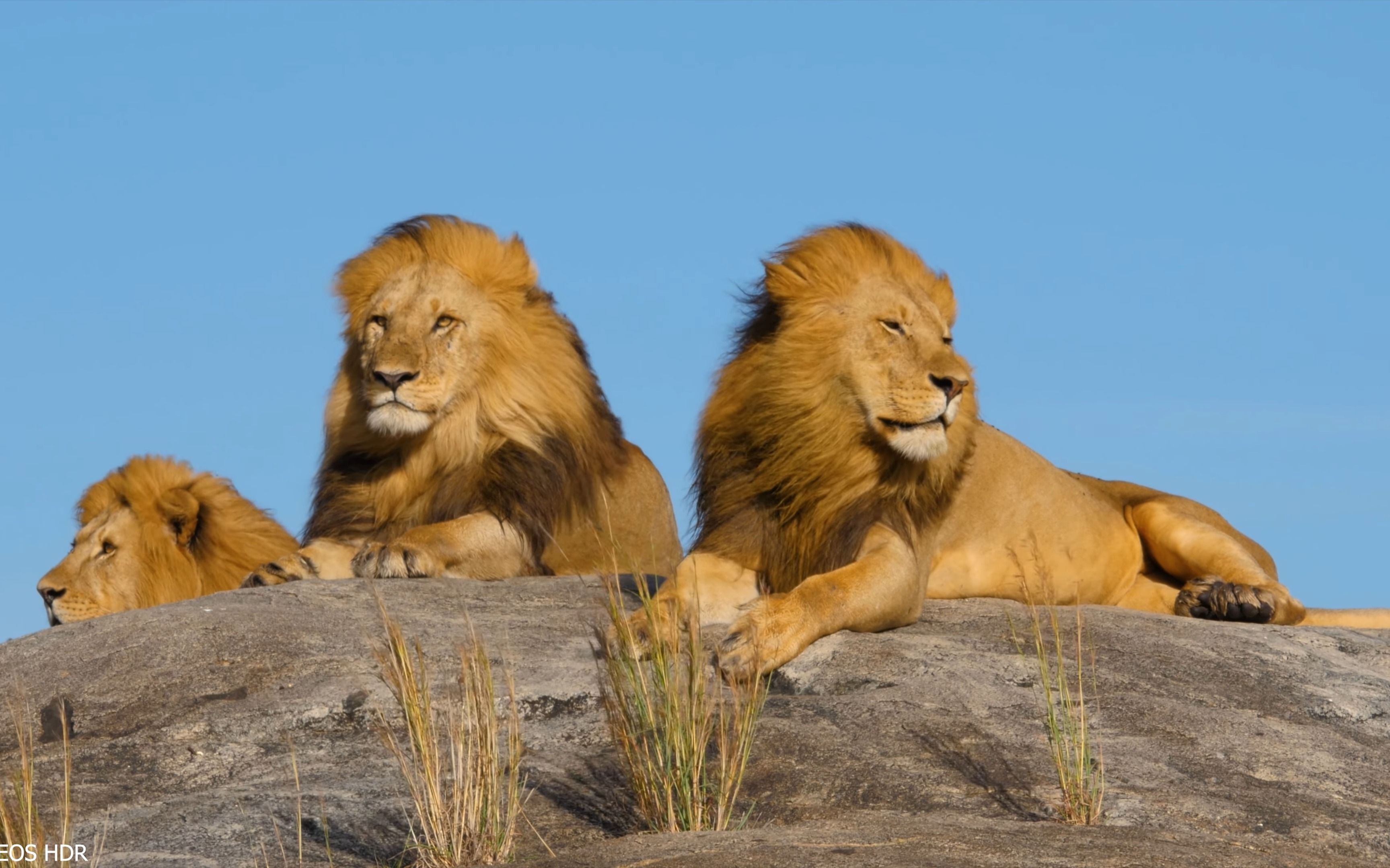 8k 带你看非洲大型动物真正的色彩