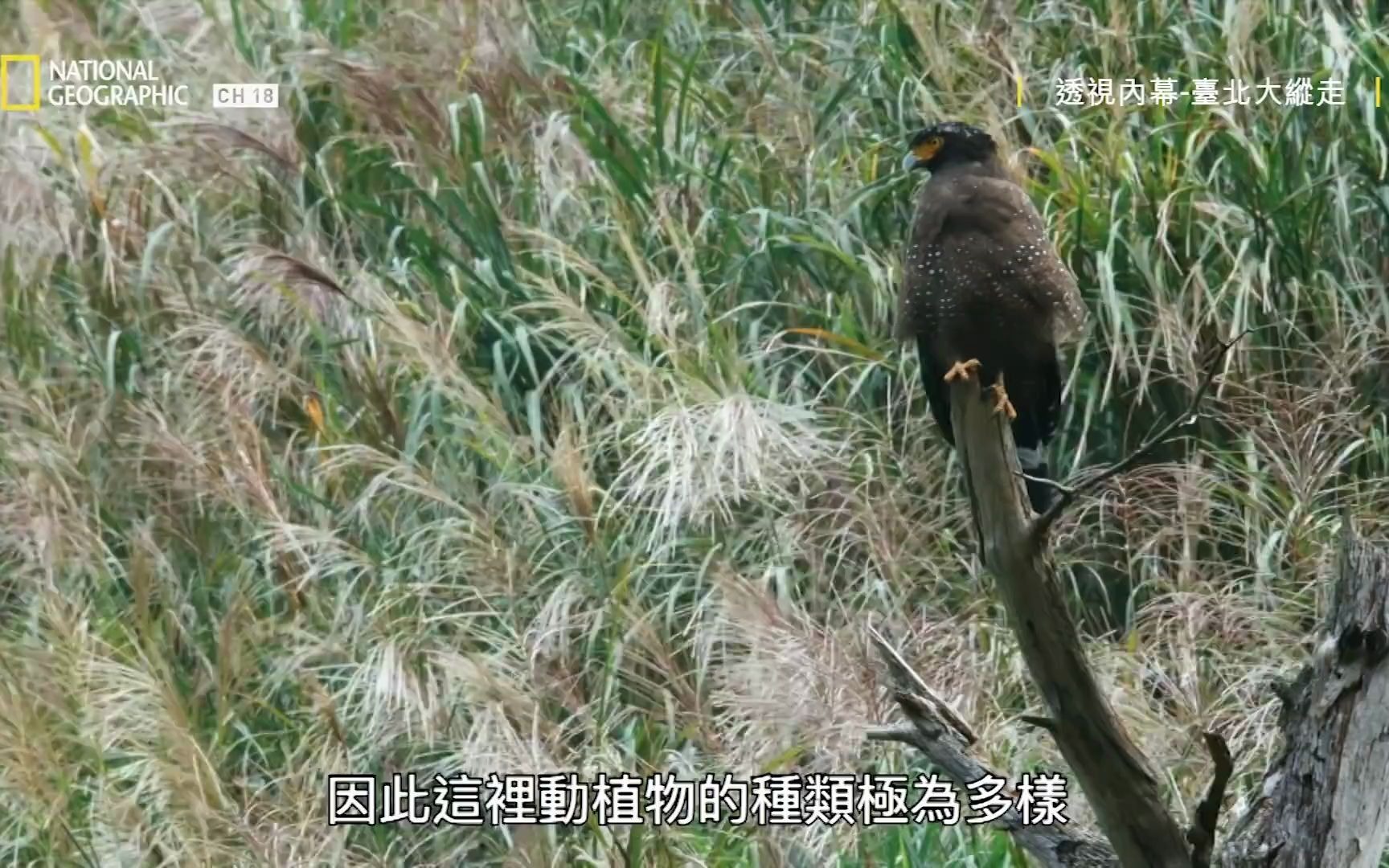 [图]【国家地理】透视内幕：台北大纵走