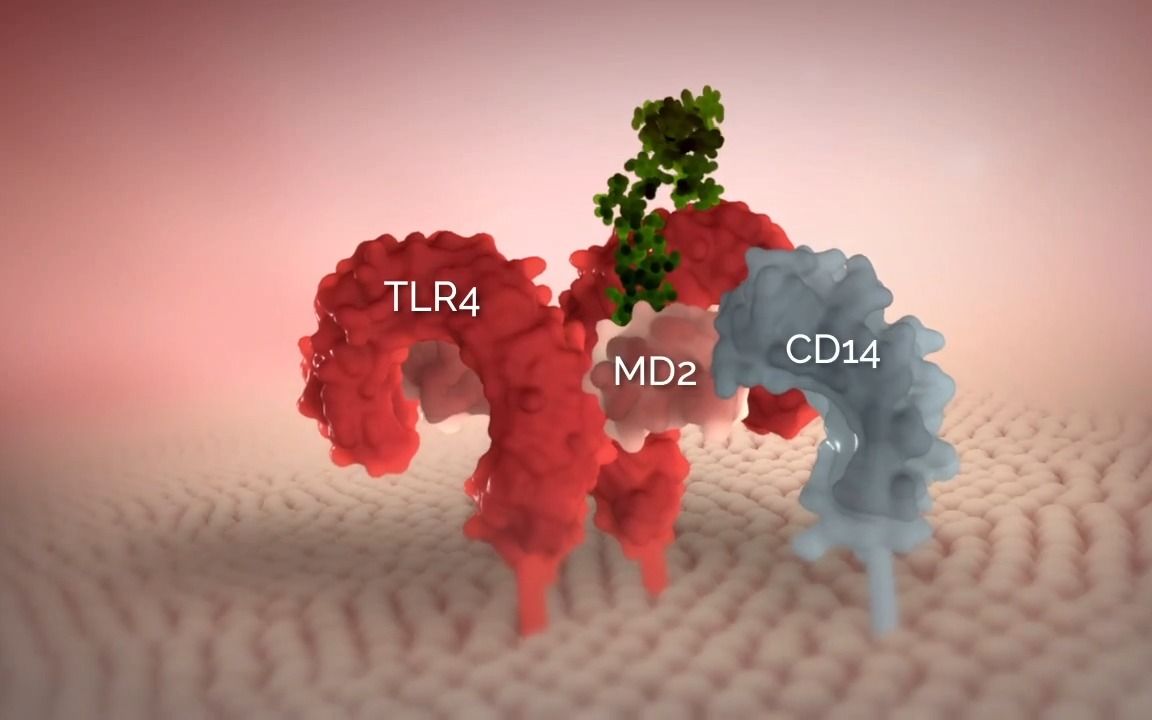 【TLR4受体】LPS with Tolllike receptor 4 signalling.哔哩哔哩bilibili