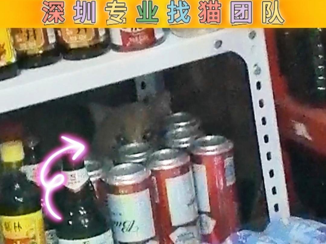 猫丢了怎么找 深圳找猫团队 超市货架成功找回猫咪哔哩哔哩bilibili