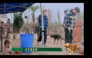 Tải video: 少熙接狗狗这两下，可把小何给羡慕坏了