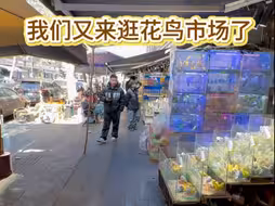 我们又来逛花鸟市场了