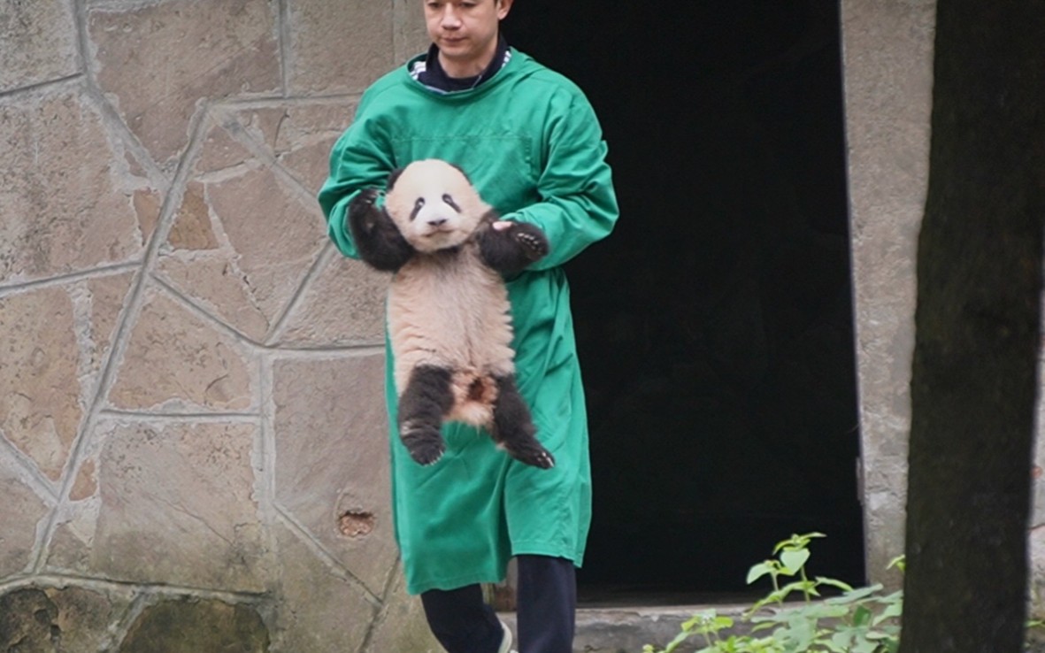 【莽小五晒太阳记】越来越厉害的莽小五,会自己走回家了