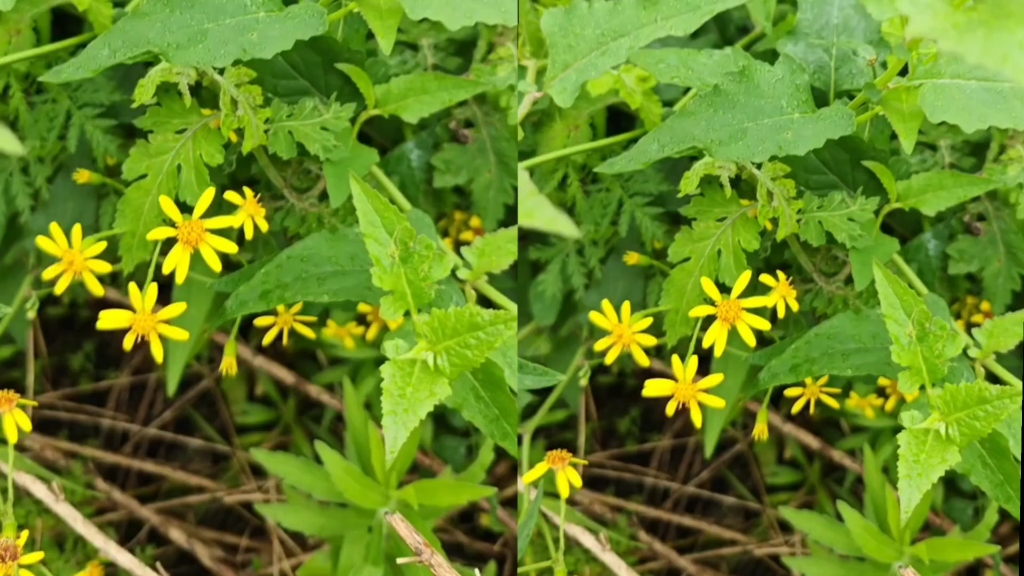 一人识的千里光,全家老少不生疮