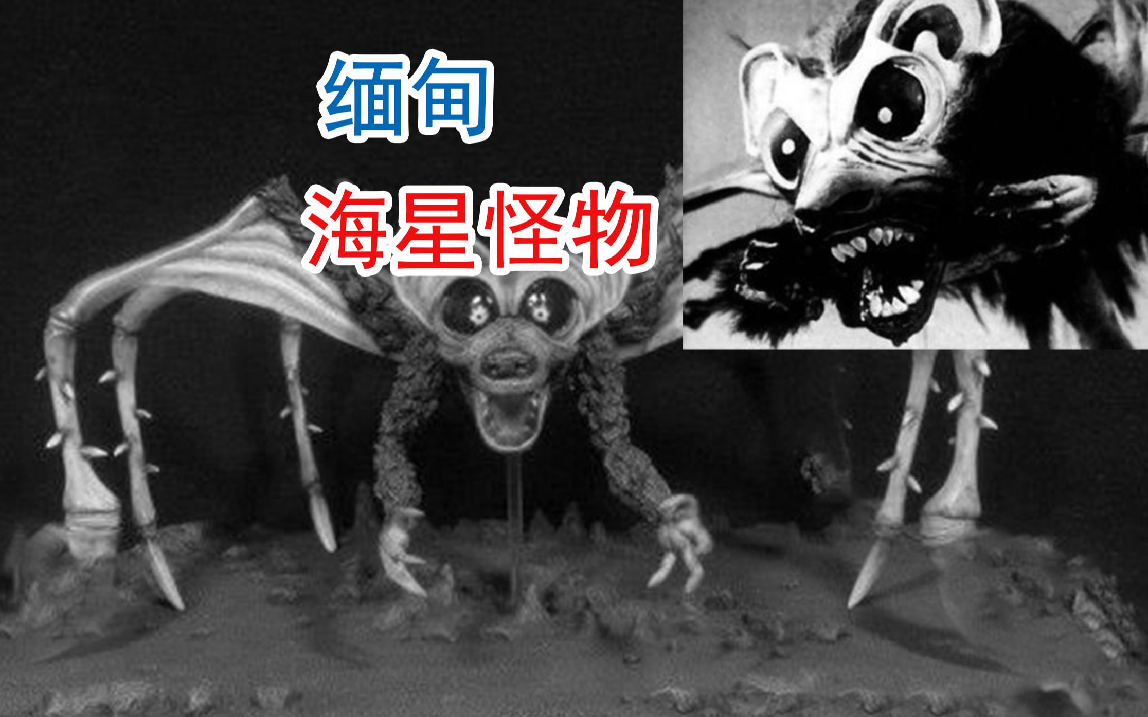 睡前故事,缅甸海星怪物