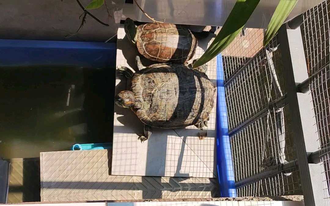 阳台养龟,龟儿们太幸福了