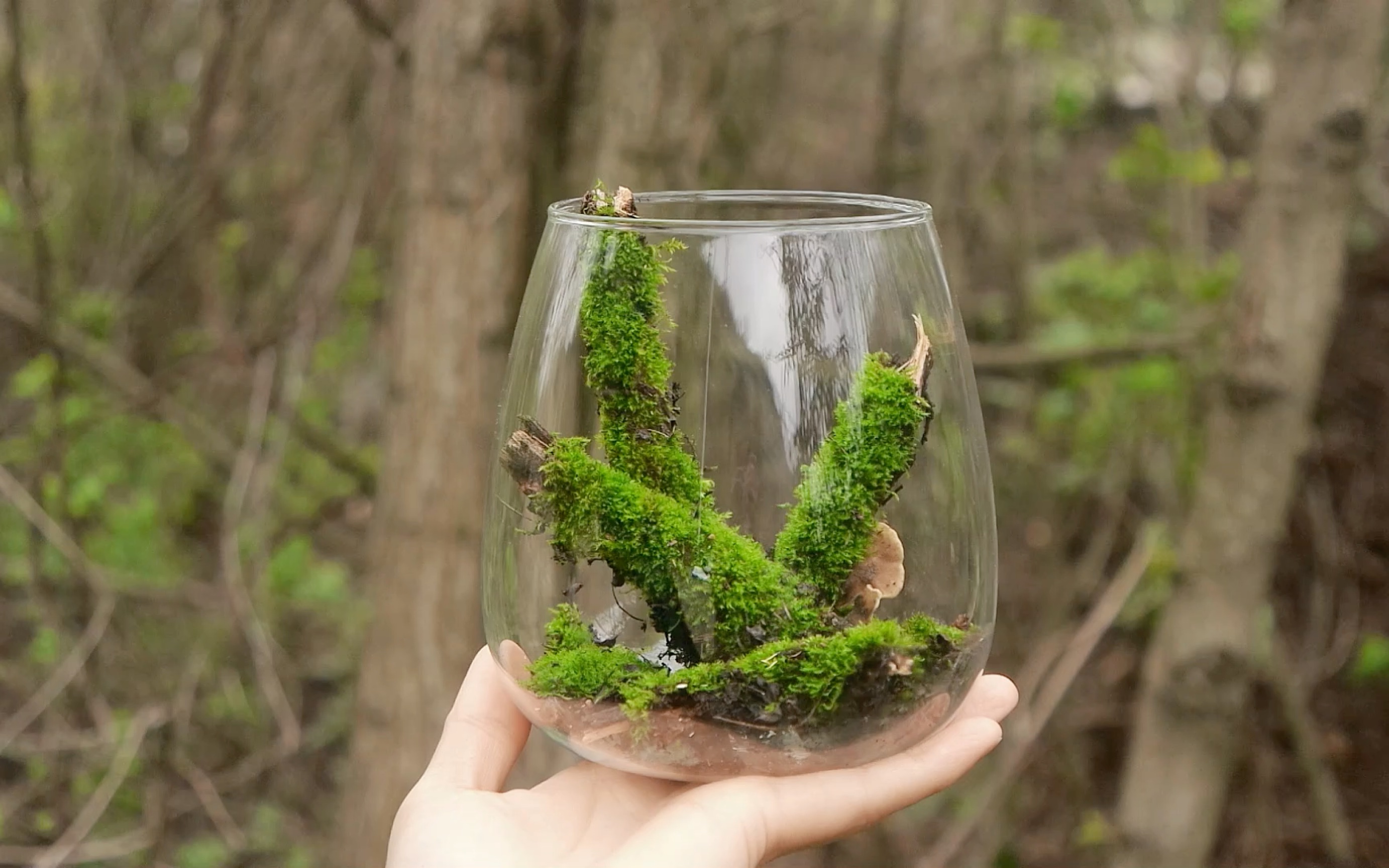 野采符附木苔藓造景