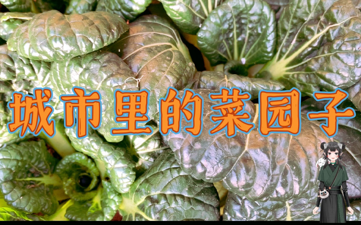 [图]城市里的菜园子